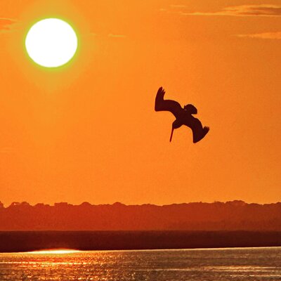 Private Morris Island Dolphin Adventure (to 12 guests)