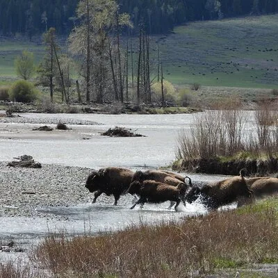 Yellowstone Day Tours