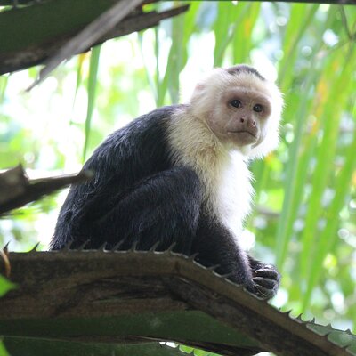 Terraba-Sierpe Mangrove Tour
