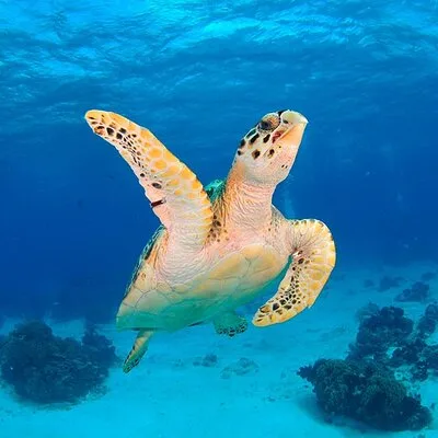 Discover scuba diving in Búzios