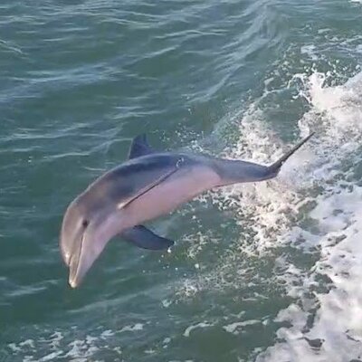 1 Hour Dolphin Dash