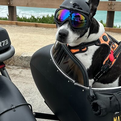 Monterey Bay Famous Dog Friendly Electric Bike and Sidecar Tour