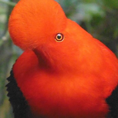 Gallito de Roca sighting