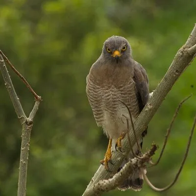 Avistando Aves Andinas - Andean Birdwatching Tours