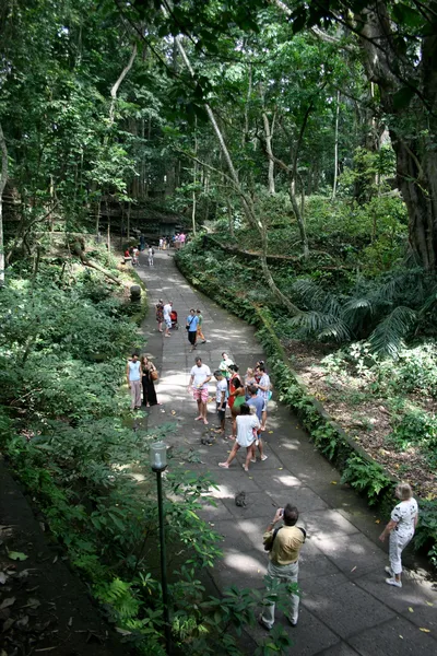 Ubud Full-Day Private Tour: Sacred Monkey Forest, Ubud Market, Tegalalang Rice Terrace, Tirta Empul Temple, Waterfalls