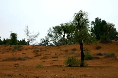 Dubai Desert Safari with Dune Bashing, Camel Ride, Live Shows and BBQ Dinner