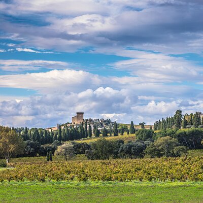 Half-Day Winery and Wine Tasting Guided Walking Tour