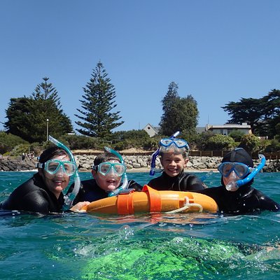 Port Phillip Bay Snorkeling with Sea Dragons