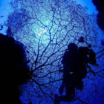 DiveGurus -Scuba Diving in Boracay