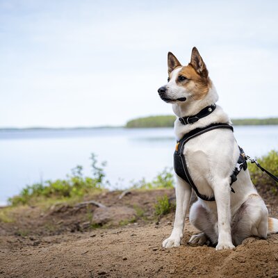 Arctic Hiking with Lappish Dogs