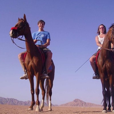 Horse Riding in Dahab