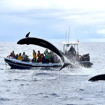 Whale and Dolphin Watching in Pico Island - Half Day