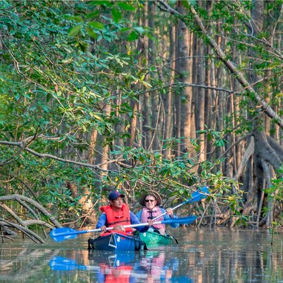 Mangrove Forest Kayak Exploration