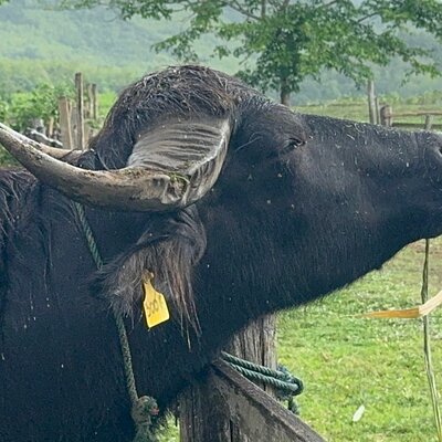 Laos Buffalo Dairy