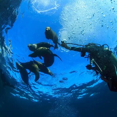 Los Cabos Beginner Scuba Dive Experience