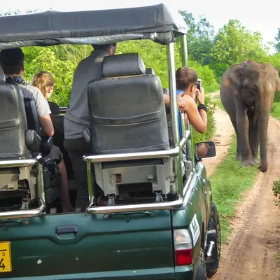Safari at Udawalawe National Park