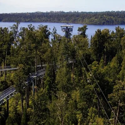 West Coast Tower Zipline & Treetop Walk Combo