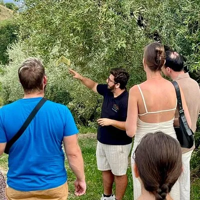 Lake Garda Olive Oil Tour & Tasting with Panoramic Views