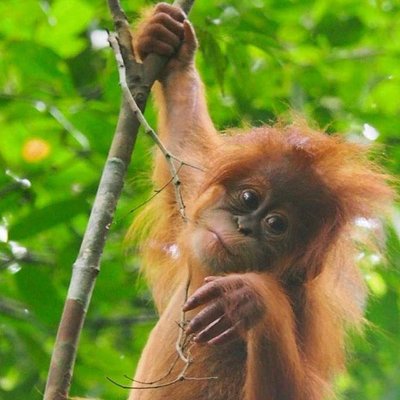 See Bukit Lawang