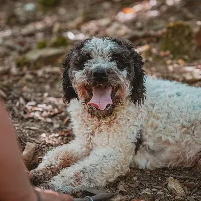 Tufo e Tartufi