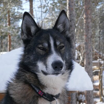 Privat sled trip with husky in the alta valley