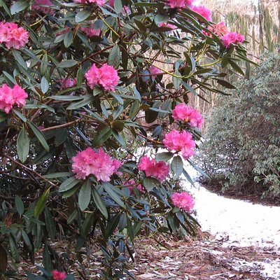 Skip-the-Line: Botanic Garden Entry Ticket