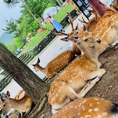 Nara: Essential Private Tour with Deer Park and Temples