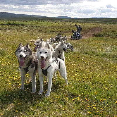 Dog Sledding and Mushing Experience by Siberian Husky in Iceland