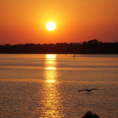 Dolphin and Nature Sunset Cruise from Orange Beach