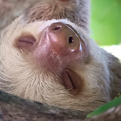 Walk and Sighting of Flora and Fauna in Manuel Antonio