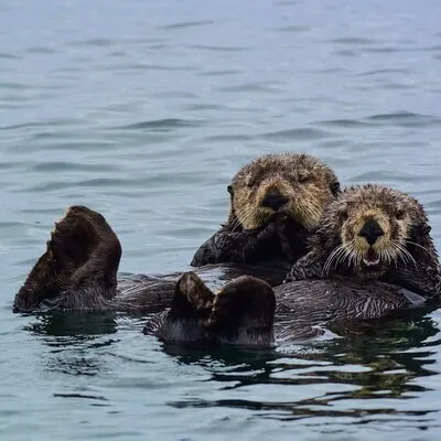 Sitka Whale Watch and Sea Otter Quest