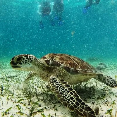 Private Snorkel Tour On The Reef Lagoon
