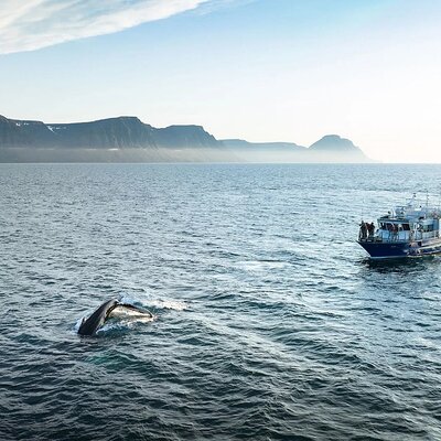 Westfjords Whale Watching