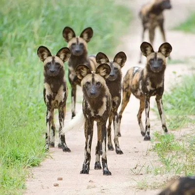 PINNACLE ADVENTURES & SAFARIS LTD.