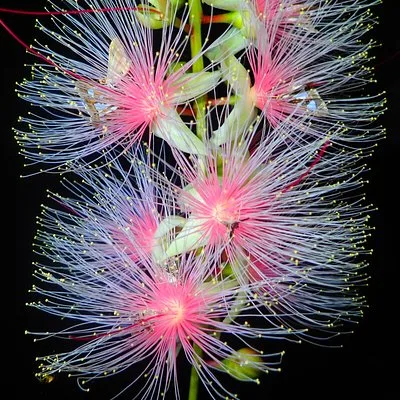 Night Tour in Iriomote: Watch the One-Night Flower “Sagari-bana”