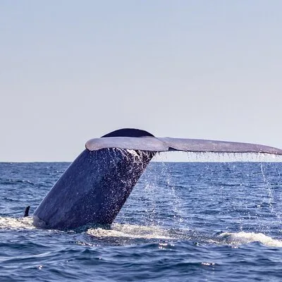 Azores Whale Watching Tour – Ponta Delgada