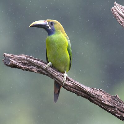 Monteverde Cloud Forest Private Tour