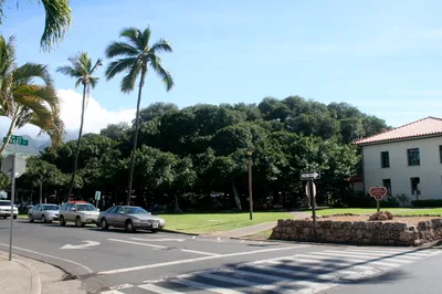 Maui Whale Watch Small-Group Tour from Lahaina