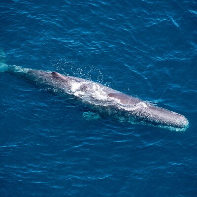 Kaikōura Whale Watching and Scenic Landing - 1hr Premier Tour