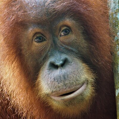 The Jungle Guide