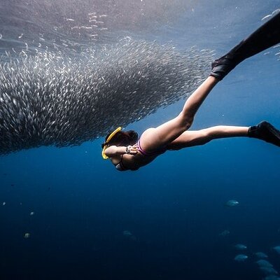 Freedive Academy Panglao