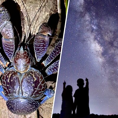 Miyakojima:Night tour ｜Pick-up OK｜Jungle night tour & Starry sky