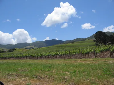 Santa Ynez Valley All-Inclusive Wine Tour with Lunch and Hotel Pickup from Santa Barbara