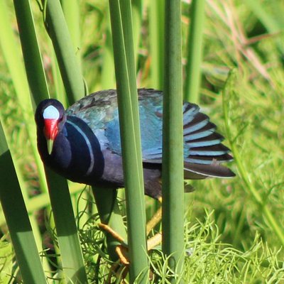 Guided Bird Tours