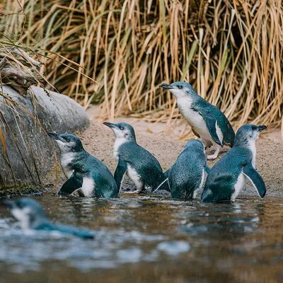 The National Aquarium of New Zealand