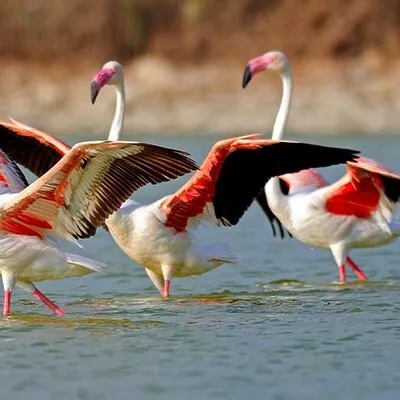 Trinidad and Tobago Flamingos, Scarlet Ibis Tour