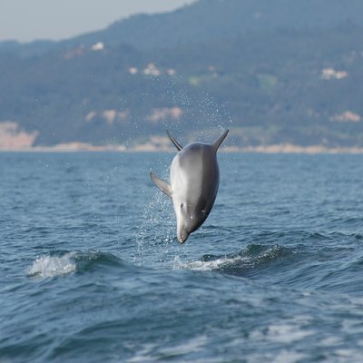 Become a dolphin protector! Lisbon Eco-dolphin watching