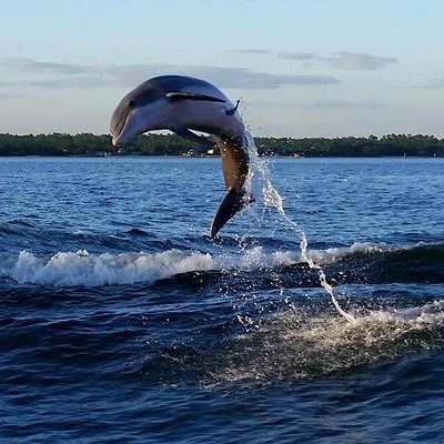 Crusie Orange Beach Dolphin Cruises