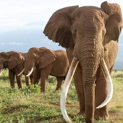 Jungle Empire Africa