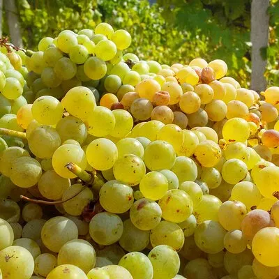 Malvasia Experience: Aeolian Wine Tasting in Salina